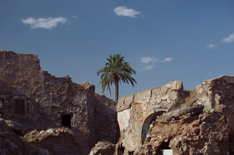Palm tree rising over the citadel.